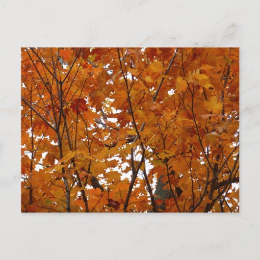 Ahorn-Blätter in den Herbstzweigen Postkarte (Vorderseite)