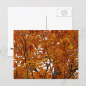 Ahorn-Blätter in den Herbstzweigen Postkarte (Vorne/Hinten)