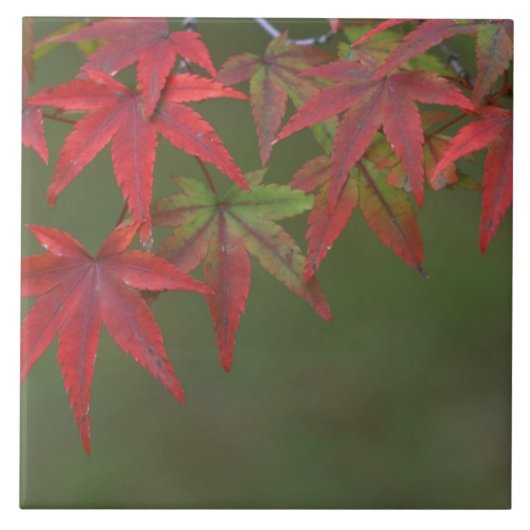 Ahorn-Blätter, Katsura, Kyoto, Japan Fliese (Vorderseite)