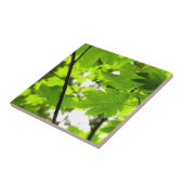 Ahorn-Blätter mit Regentropfen Fliese (Seite)