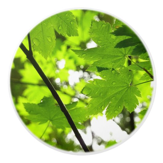 Ahorn-Blätter mit Regentropfen Keramikknauf (Vorderseite)