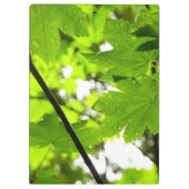 Ahorn-Blätter mit Regentropfen Klemmbrett (Rückseite)