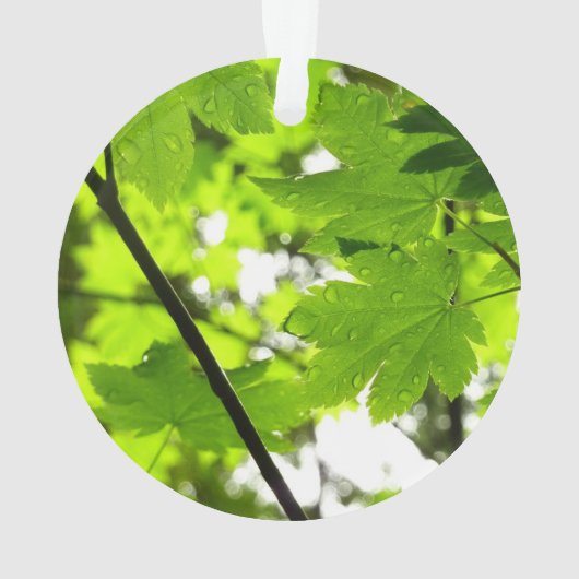 Ahorn-Blätter mit Regentropfen Ornament (Rückseite)