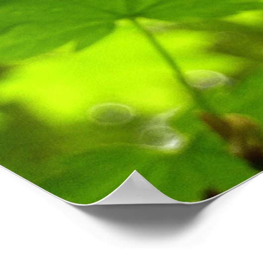 Ahorn-Blätter mit Regentropfen Poster (Ecke)