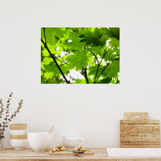 Ahorn-Blätter mit Regentropfen Poster (Küche)