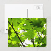 Ahorn-Blätter mit Regentropfen Postkarte (Vorne/Hinten)