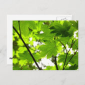 Ahorn-Blätter mit Regentropfen Postkarte (Vorne/Hinten)