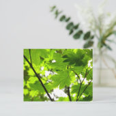 Ahorn-Blätter mit Regentropfen Postkarte (Stehend Vorderseite)