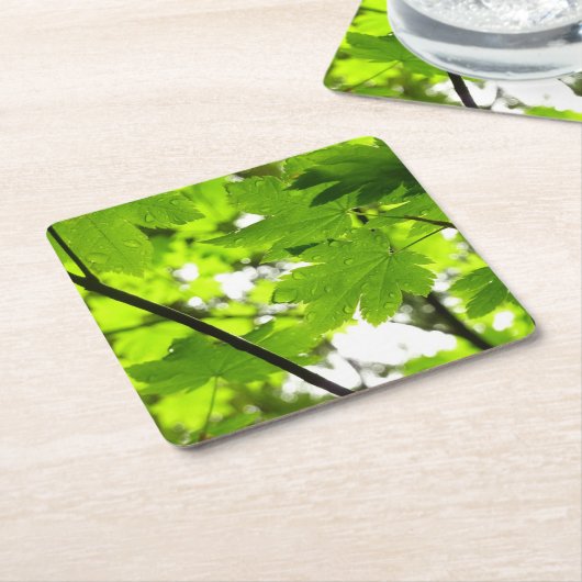 Ahorn-Blätter mit Regentropfen Rechteckiger Pappuntersetzer (angewinkelt)