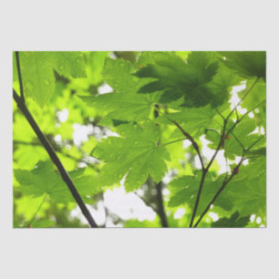 Ahorn-Blätter mit Regentropfen Seidenpapier