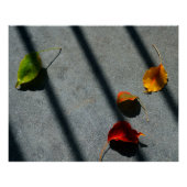 Ahorn-Blätter Poster (Vorderseite)