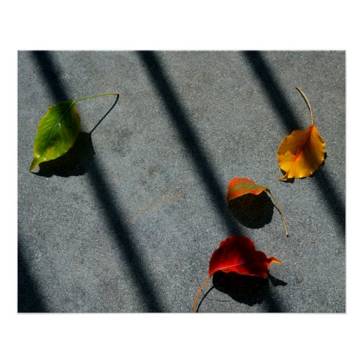 Ahorn-Blätter Poster (Vorderseite)