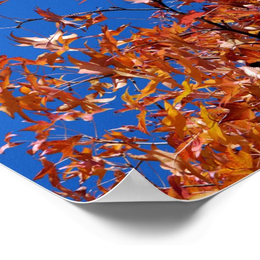 Ahorn-Blätter Poster (Ecke)