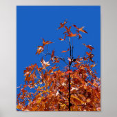 Ahorn-Blätter Poster (Vorne)