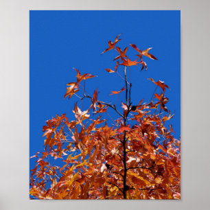 Ahorn-Blätter Poster