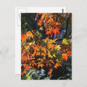Ahorn-Blätter Postkarte (Vorne/Hinten)