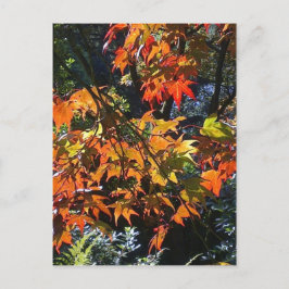 Ahorn-Blätter Postkarte