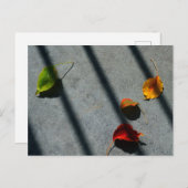 Ahorn-Blätter Postkarte (Vorne/Hinten)