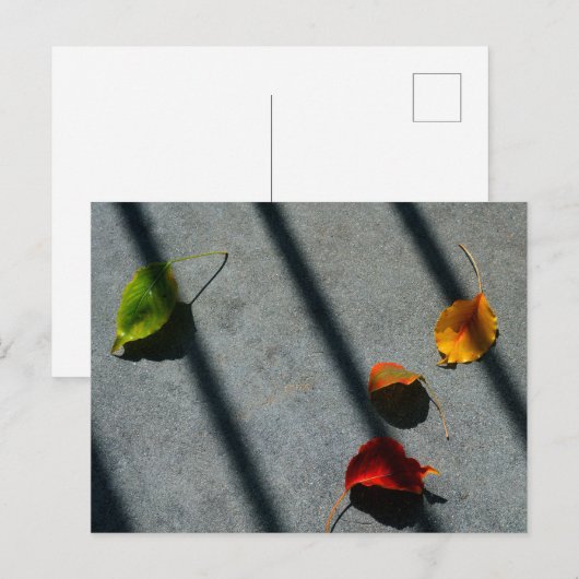 Ahorn-Blätter Postkarte (Vorne/Hinten)