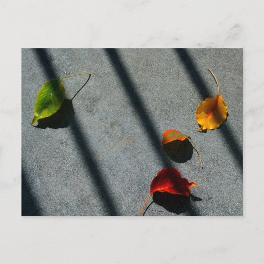 Ahorn-Blätter Postkarte (Vorderseite)