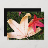 Ahorn-Blätter Postkarte (Vorne/Hinten)