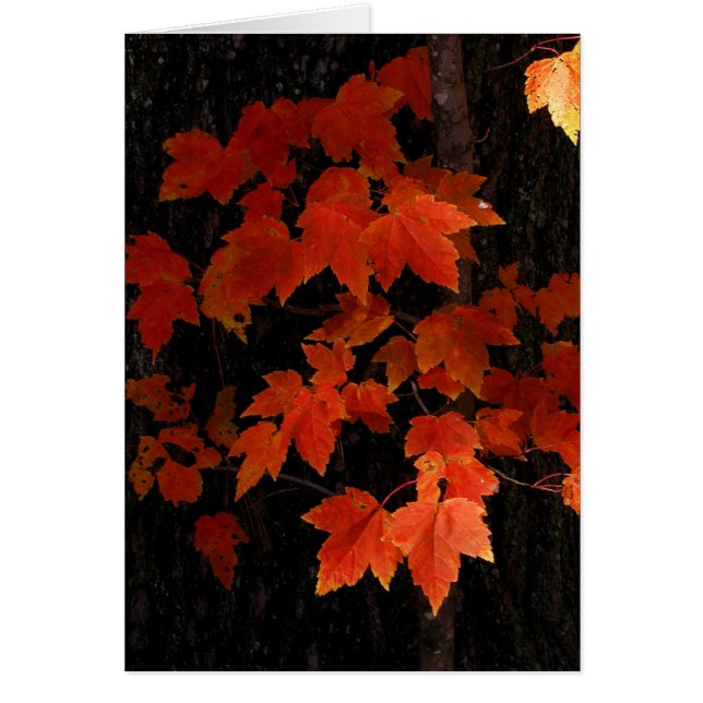 Ahorn-Blätter Williams O'Brien (Vorne)