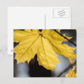 Ahorn, Fall Postkarte (Vorne/Hinten)