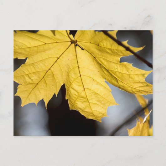 Ahorn, Fall Postkarte (Vorderseite)