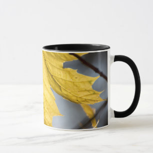 Ahorn, Fall Tasse