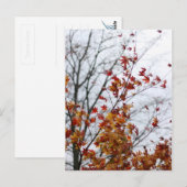 Ahorn II Postkarte (Vorne/Hinten)