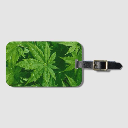 Ahorn im Frühling Gepäckanhänger (Vorderseite (Horizontal))