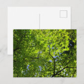 Ahorn im Frühling Postkarte (Vorne/Hinten)