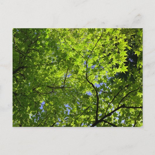 Ahorn im Frühling Postkarte (Vorderseite)