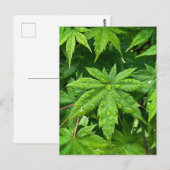 Ahorn im Frühling Postkarte (Vorne/Hinten)