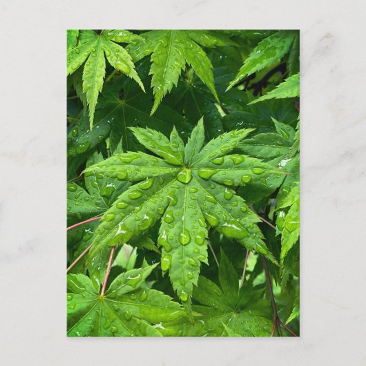 Ahorn im Frühling Postkarte (Vorderseite)