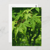 Ahorn im Frühling Postkarte (Vorne/Hinten)