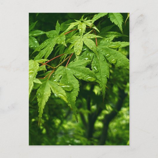 Ahorn im Frühling Postkarte (Vorderseite)