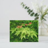 Ahorn im Frühling Postkarte (Stehend Vorderseite)