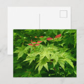 Ahorn im Frühling Postkarte (Vorne/Hinten)