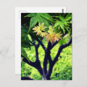 Ahorn im Frühling Postkarte (Vorne/Hinten)