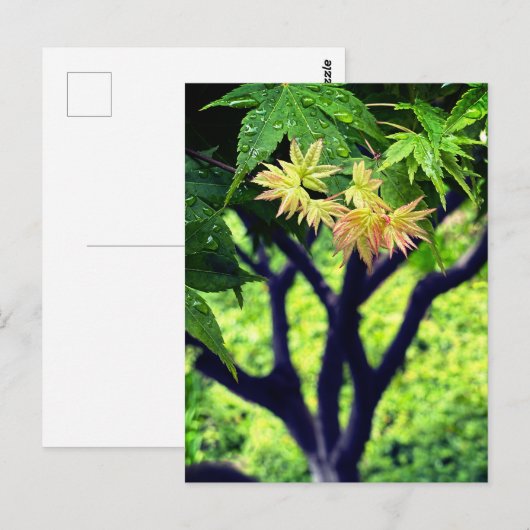 Ahorn im Frühling Postkarte (Vorne/Hinten)