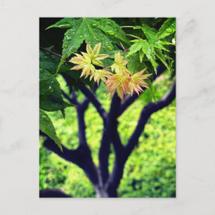 Ahorn im Frühling Postkarte