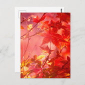 Ahorn Postkarte (Vorne/Hinten)