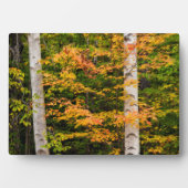 Ahorn und Weiße Birne | Weiße Berge, NH Fotoplatte (Vorderseite)