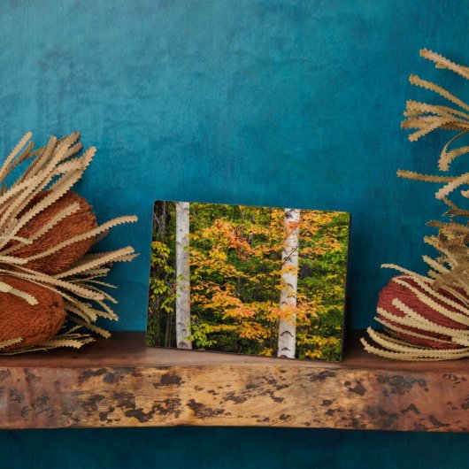 Ahorn und Weiße Birne | Weiße Berge, NH Fotoplatte (Seite)