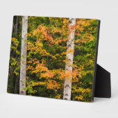 Ahorn und Weiße Birne | Weiße Berge, NH Fotoplatte (Seite)