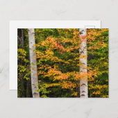 Ahorn und Weiße Birne | Weiße Berge, NH Postkarte (Vorne/Hinten)