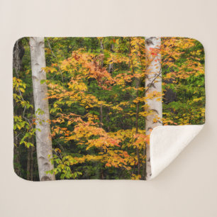 Ahorn und Weiße Birne Weiße Berge, NH Sherpadecke