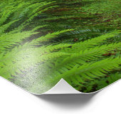 Ahornbahn, Farne und Moos bedeckt Fotodruck (Ecke)