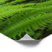 Ahornbahn, Farne und Moos bedeckt Poster (Ecke)